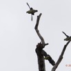 157 LOANGO Inyoungou Riviere Oiseau Colombar Waalia Treron waalia en Vol 12E5K2IMG_79286wtmk.jpg